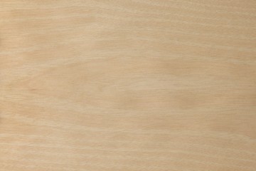 Fototapeta premium バーチ