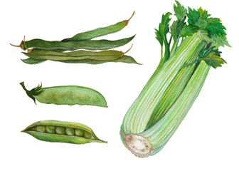 Set of isolated green vegetables with pea,asparagus and celery. Hand drawn painting in watercolor