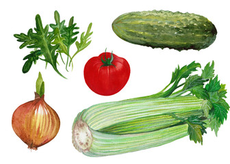 Set of isolated green vegetables with onion,cucumber,celery,rucola and tomato. Hand drawn painting in watercolor