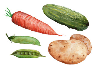 Hand drawn collection of vegetables painted in watercolor. Fresh spring kit of vegetables with red and green cucumber,pea, carrot, potato