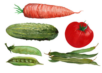 Set of isolated green vegetables with pea,cucumber, carrot and tomato. Hand drawn painting in watercolor