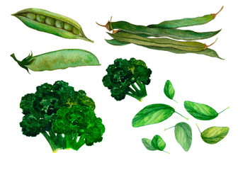Set of isolated green vegetables with pea,basil,asparagus and broccoli. Hand drawn painting in watercolor