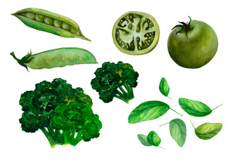 Hand drawn collection of vegetables painted in watercolor. Fresh spring kit of vegetables with green tomato, basil, broccoli,pea