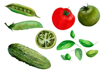 Hand drawn collection of vegetables painted in watercolor. Fresh spring kit of vegetables with red and green tomato, basil, cucumber,pea