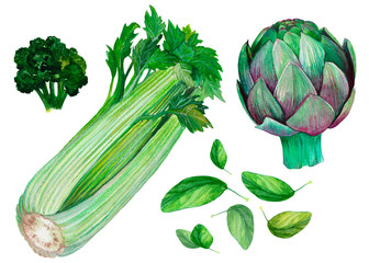 Set of isolated green vegetables with pea,artichoke,broccoli,salery, basil. Hand drawn painting in watercolor