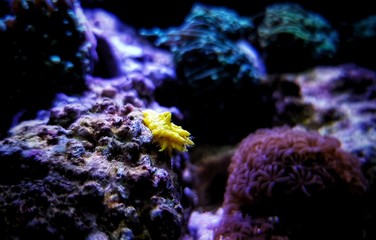 Fototapeta na wymiar Yellow small sea cucumber - Colochirus robustus