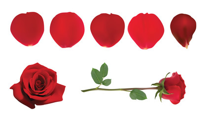 A rose and rose petals. Vector illustration.