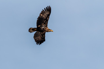 Juvenile Bald Eagle