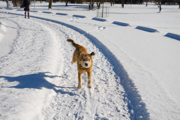 Naklejka premium Young woman walking her dog running ahead off leash in a Park with fresh snow