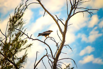 Black kite, Milvus is standing on the tree in Senegal, Africa. Close up photo of big eagle. It is wildlife photo. There is blue sky.