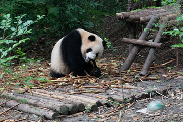 Fototapeta na wymiar Endangered Giant Panda Bear in Chengdu China 