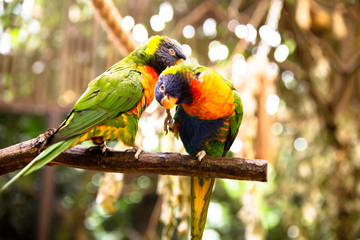 colorful parrot on a branch
