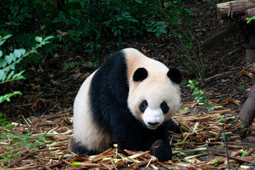 Endangered Giant Panda Bear in Chengdu China 