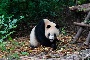 Endangered Giant Panda Bear in Chengdu China 