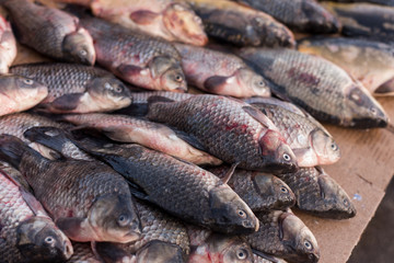 Dead wet fish lies in the market. Top down view on multiple rows of various raw freshly caught fish on ice for sale