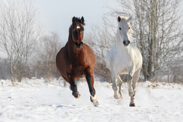 2 Pferde galoppieren im Schnee