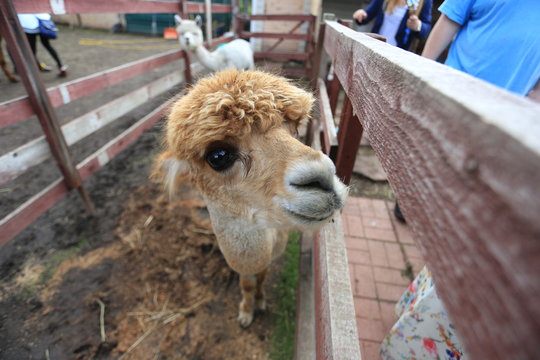 portrait of a beautiful peruvian alpaca