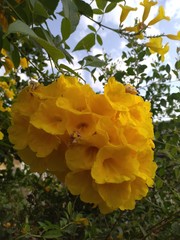 yellow flowers in garden