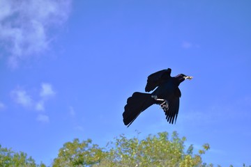 Boat tailed grackle (Quiscalus major) flying with a piece of bread in its beak