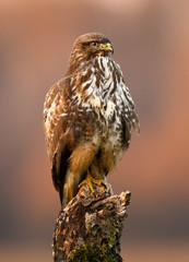 Common buzzard (Buteo buteo) close up