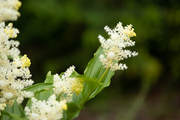 white spray of delicate flowers blooming in bunches on stems
