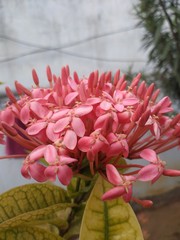 Beautiful pink flower.