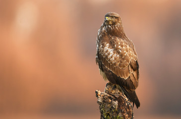 Common buzzard (Buteo buteo) close up