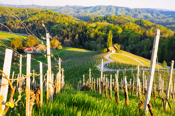 Famous Slovenian and Austrian heart shape wine road in vineyards in Slovenia. Scenic landscape and nature near Maribor in Slovenija. Unique tourism on green hills.