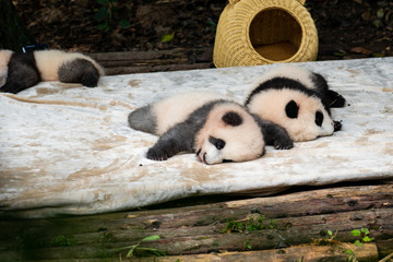 Endangered baby Pandas in Chengdu China 