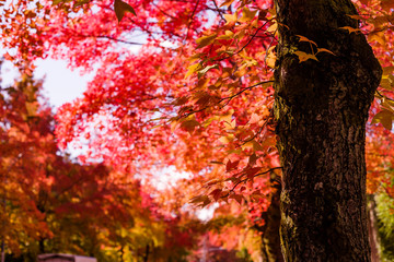 紅葉するタイワンフウ