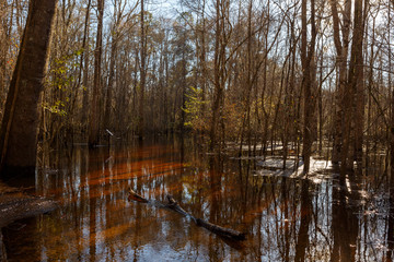 Obraz premium Flooded Forest trees in standing water