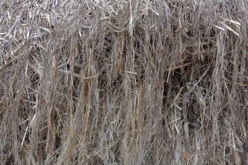 Textured dried stalks of cannabis sativa for the production of woven goods