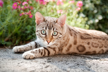 Naklejka na ściany i meble Mink Snow Bengal Cat Outdoor Summer