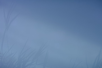 Abstract shadow background, blurred natural leaf background and trees that reflect concrete walls.