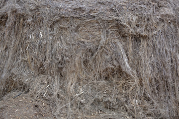 Textured dried stalks of cannabis sativa for the production of woven goods