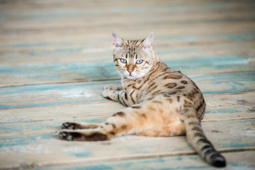 Mink Snow Bengal Cat on old wooden Floor