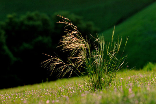 Tall Grass On Green Hillside 