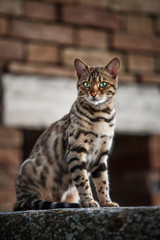 Obraz premium Bengal in old House