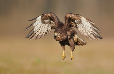 Common buzzard (Buteo buteo) in flight