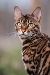 Naklejka na ściany i meble Bengal Cat Outdoor Portrait