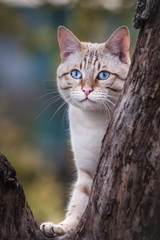 White Bengal on old Tree close up