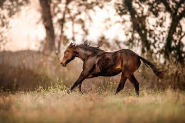 Fototapeta na wymiar Quarter Horse Foal