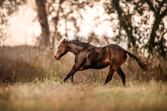 Quarter Horse Foal