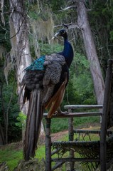Vertical shot of a beautiful peacock standing on the wooden chair in the forest