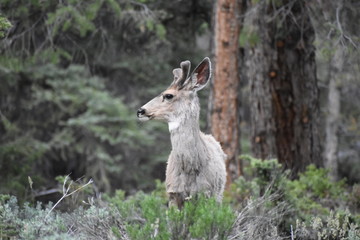 Deer in Colorado