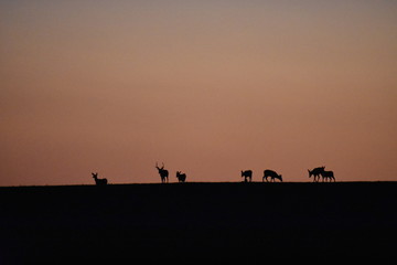 Fototapeta na wymiar Sunset with deer on field