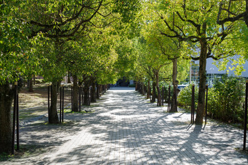 Obraz premium 公園の道と街路樹