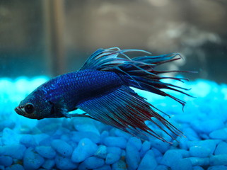 Macro of a Siamese Fighting Fish