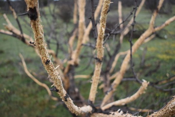 Tree Eaten and Stripped by Porcupines