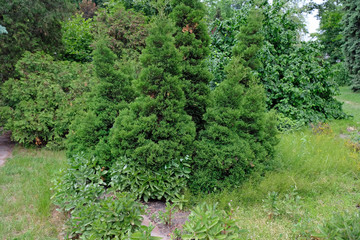 Green leaves of thuja tree background. Green thuja western Kolumna. Evergreen conifer, Platycladus orientalis, Chinese thuja in the park